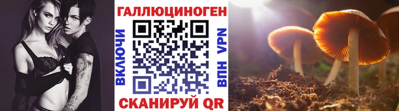 Псилоцибиновые грибы Psilocybe  Купить закладки  Менделеевск 